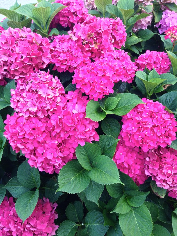 Hydrangeas