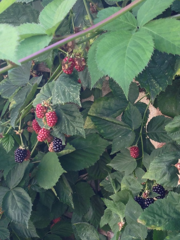 Blackberries