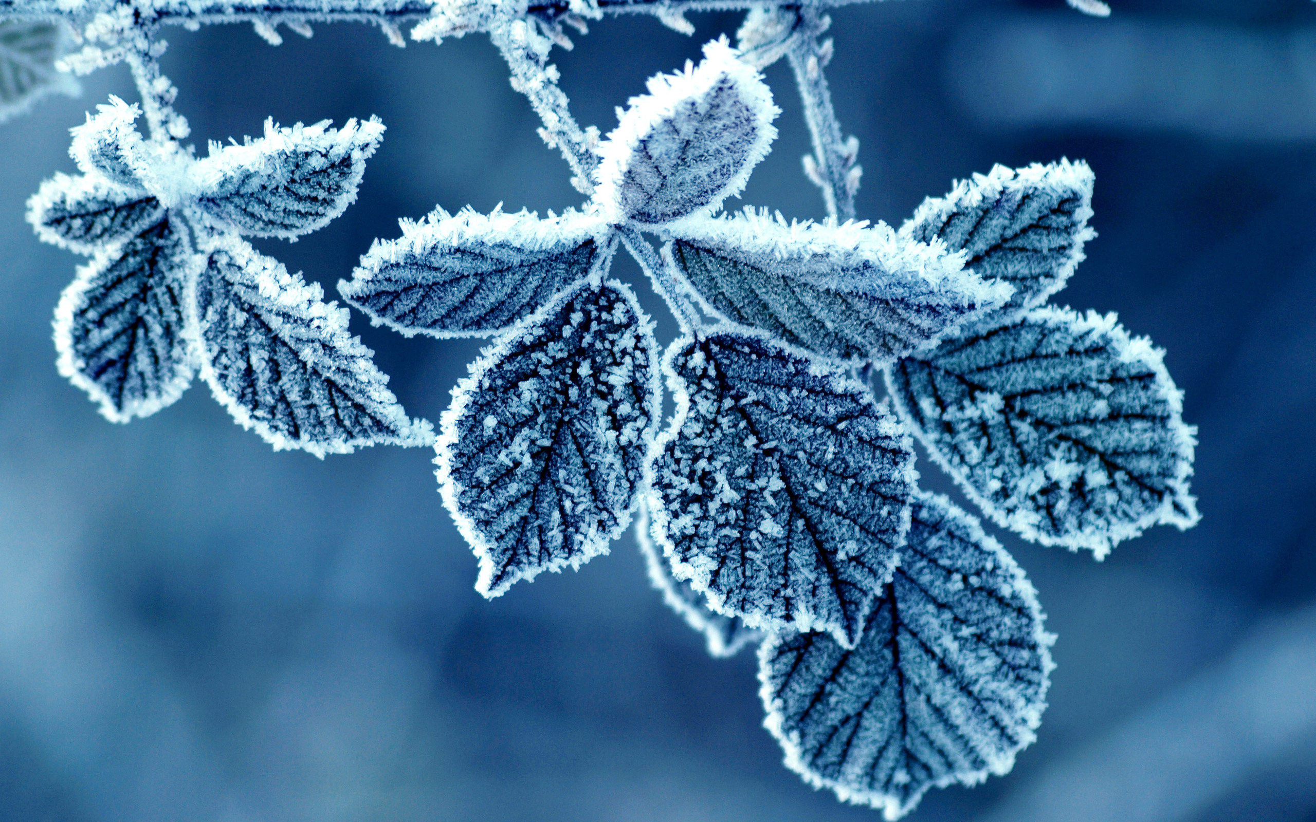 Cold winter frost leaves