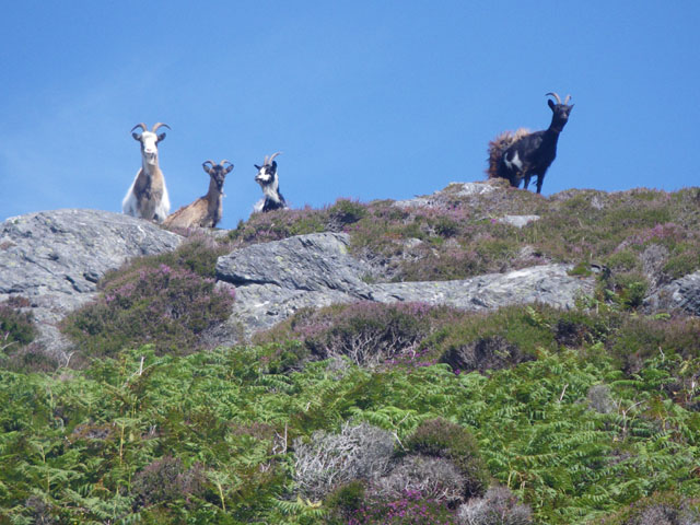 C Michael Hogan [CC BY-SA 2.0 (http://creativecommons.org/licenses/by-sa/2.0)], via Wikimedia Commons