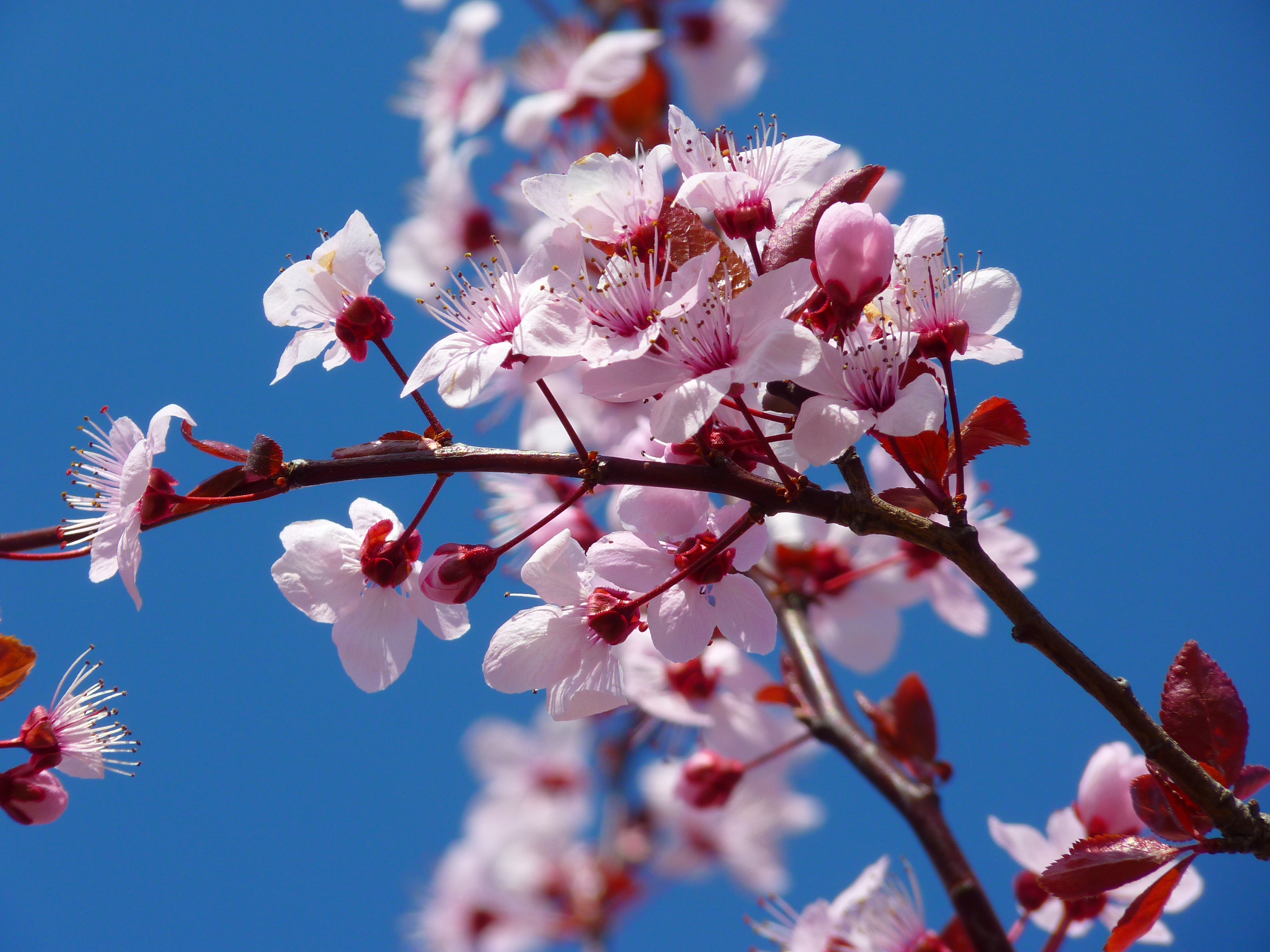 Japanese Cherry Blossom